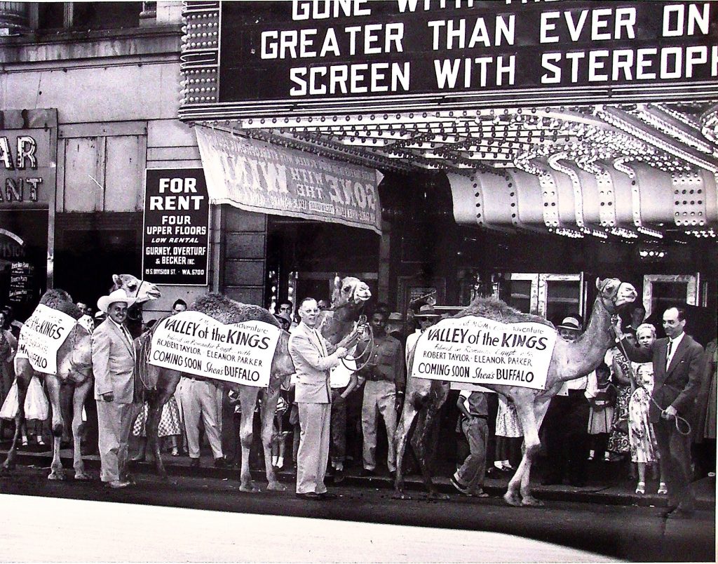 Shea's Buffalo Theatre pulled out all the stops to promote Valley of the Kings, bringing camels to Main Street to capture the spirit of ancient Egypt. This Hollywood-inspired marketing tactic attracted crowds and made the film's premiere an unforgettable event, blending spectacle with cinema in true mid-century fashion.